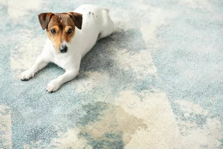 Cleaning Dog Diarrhea from Nylon, Acrylic, or Polyester Carpet