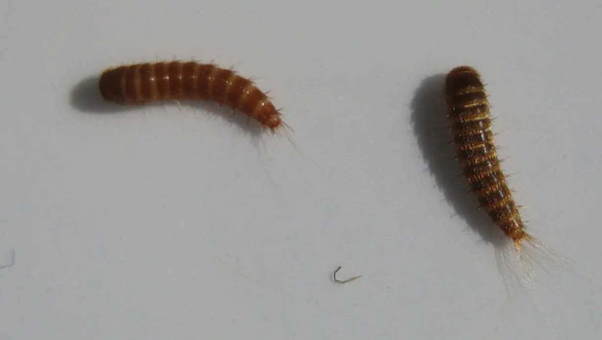 Get Rid of Carpet Beetles and Larvae